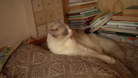 White cat washing itself, slow motion. Stock Footage 250472535