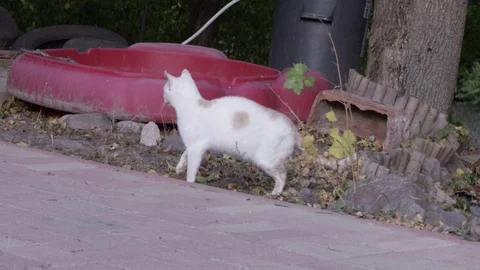 A white cat watching Stock Footage 119099382