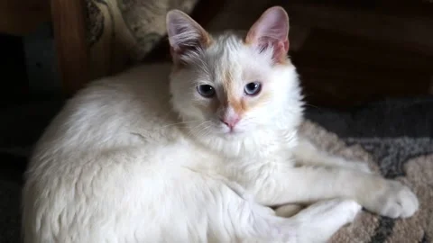 White cat watching the game Stock Footage 89194692