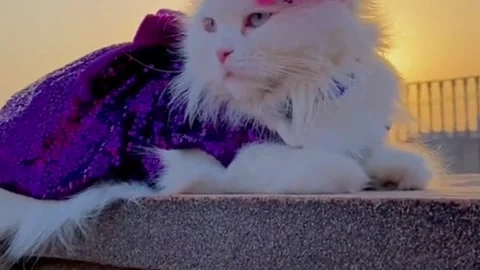 White Cat Wearing a Purple Sequin Dress at Sunset Stock Footage 338361454