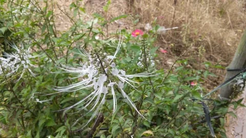 White cat whiskers flower Stock Footage 220175661