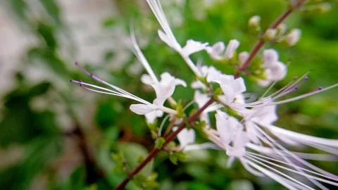 White cat whiskers (java tea) Flower Macro Photography	 Foto stock