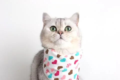 A white cat on a white background, with a bib Stock Photos