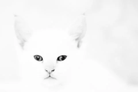 White cat- white background Stock Photos