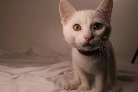A white cat on a white bed Stock Photos