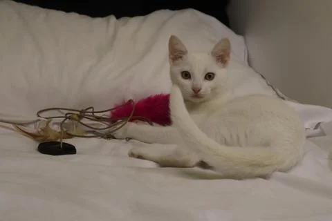 A white cat on a white bed Stock Photos