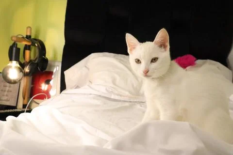 A white cat on a white bed Stock Photos
