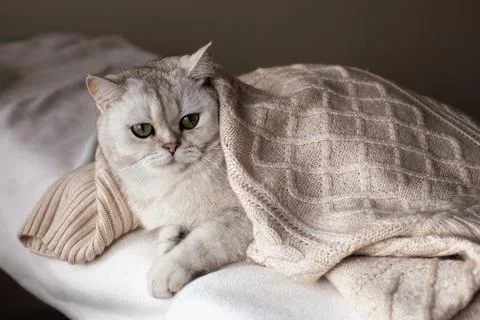 A white cat on a white bed under a white knitted blanket Stock Photos