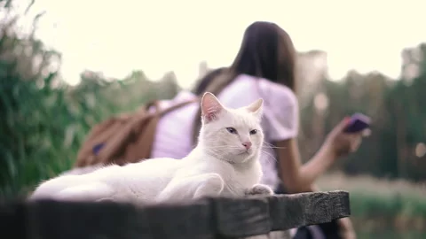 White cat. A white cat lies near a young couple. Stock Footage 140226504