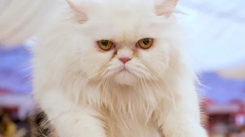 A white cat  Wild expression. Furious Cat. Angry Cat face closeup. Stock Footage 343817463