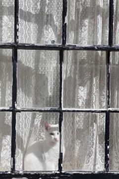 White cat in a window Stock Photos