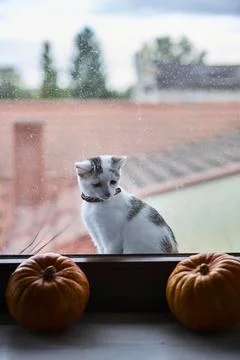 White cat by window with two pumpkins seasonal autumn theme Stock Photos