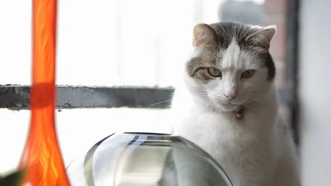 White cat on a windowsill Stock Footage 86681568