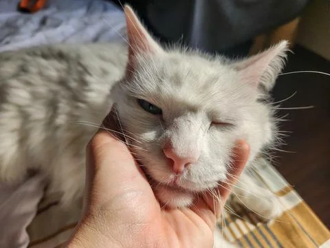 White Cat Winking Stock Photos