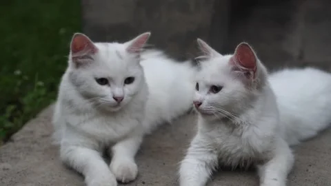White cat woke up on the floor Video stock 267714799