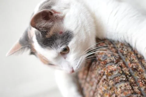 White cat with a wound on its head Stock Photos