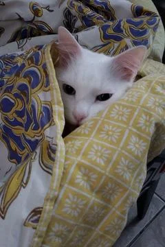 White Cat Wrapped in Blanket Stock Photos