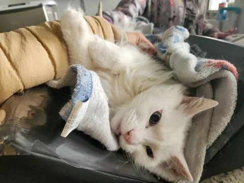 White Cat Wrapped in Blanket Stock Photos