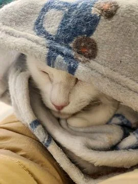 White Cat Wrapped in a Blanket Stock Photos