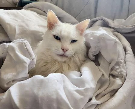 White Cat Wrapped in Sheets Stock Photos
