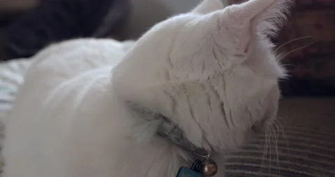 White Cat Yawning Stock Footage 150595370