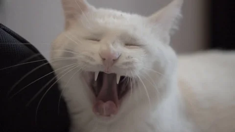 White cat yawns to the camera Stock Footage 101691153