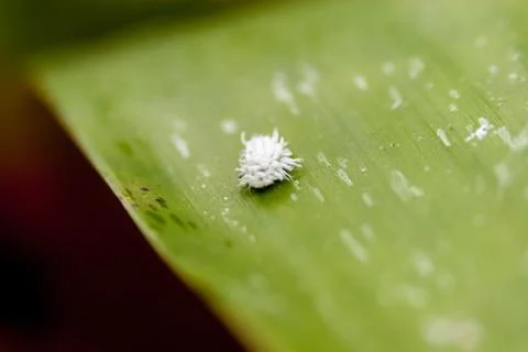 White caterpillar closeup Stock Photos