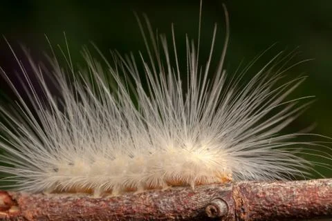 White caterpillar with dark background - high magnification macro Stock Photos