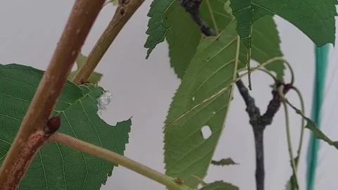 White caterpillar eating a leaf Stock Footage 250151130