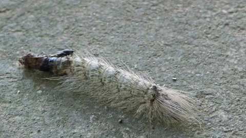 White Caterpillar on the Floor. Stock Footage 305817125