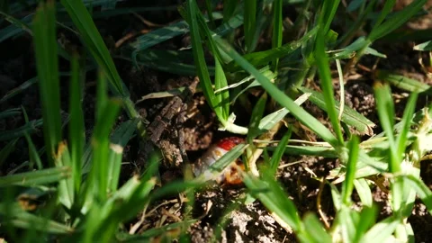 White caterpillar going out for a breakfast Video stock 138862196
