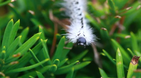 White Caterpillar Looking Around Stock Footage 57732276