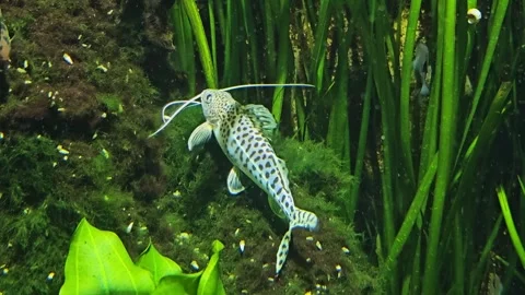 A white Catfish swimming Video stock 294409299
