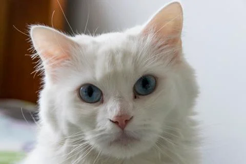 White Cat's Face Up Close Stock Photos