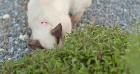 The white cats looking for something in the bushes. Stock Footage 241933245