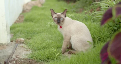 The white cats looking for something in the bushes.The white cat was digging. Stock Footage 253657012