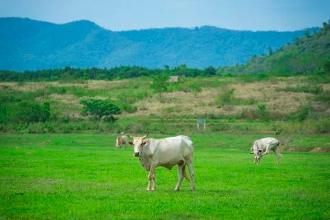 White cattle cow Stock Photos