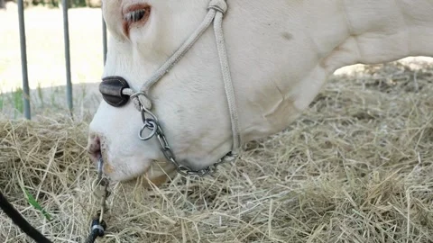 White cattle cows in the barn eating silage feed Cow feeding in cowshed. Stock Footage 265876760