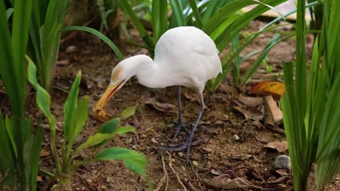 White Cattle Egret Foraging Among Lush Green Foliage Stock Footage 301071706