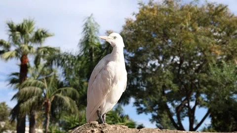 White cattle egret perched in tropical park on sunny day Stock Footage 339246365