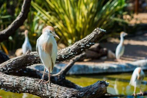 White Cattle Egret Foto stock