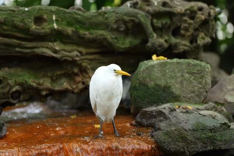 White cattle egret. Fotos de archivo
