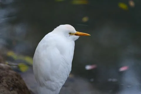 White cattle egret. Fotos de archivo