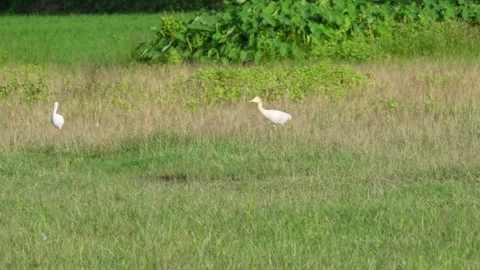 White Cattle Egret walking Stock Footage 320004766