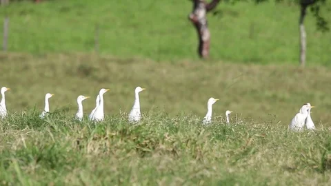 White cattle egrets in large group Video stock 75047781