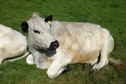 White cattle with flies Stock Photos