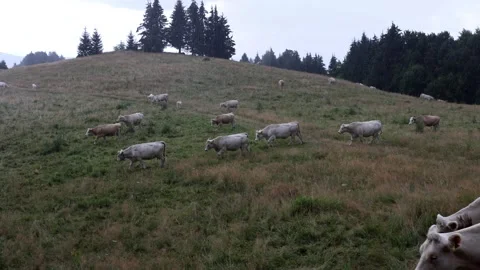 White cattle graze on a grassy hillside Stock Footage 342053292