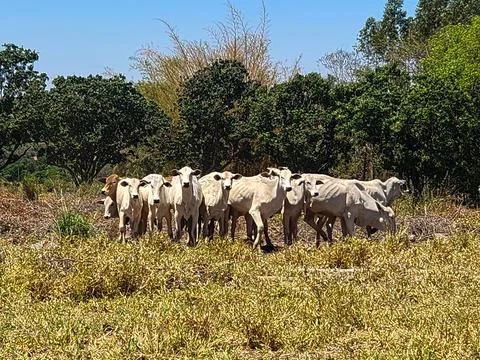 White Cattle Grazing on the Farm Stock Photos