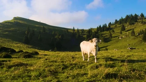 White Cattle Grazing, Looking Straight in Camera Surrounded with Green Hills Stock Footage 144173774