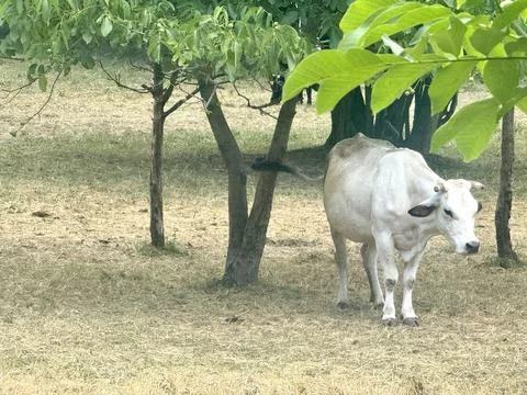 White Cattle Herd Resting and Grazing on Rural Pasture Under Trees. Stock Photos